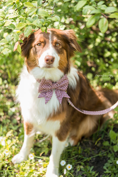 "Mauve Polkadot" Hundeleine