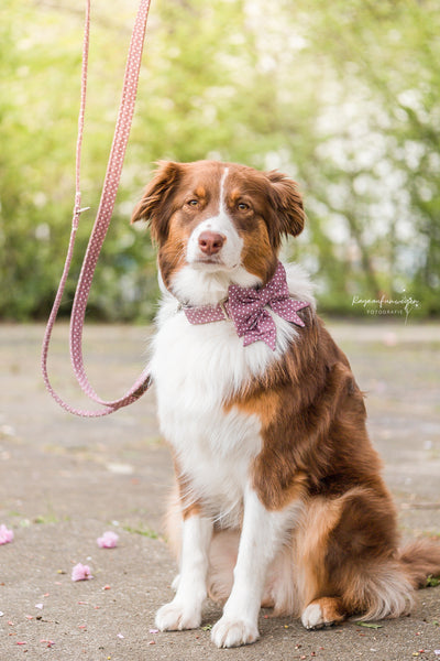 "Mauve Polkadot" Schleife für Hundehalsbänder