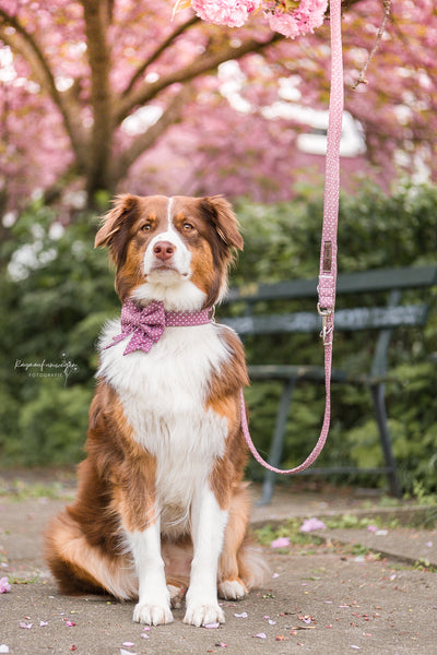 "Mauve Polkadot" Halsband für Hunde