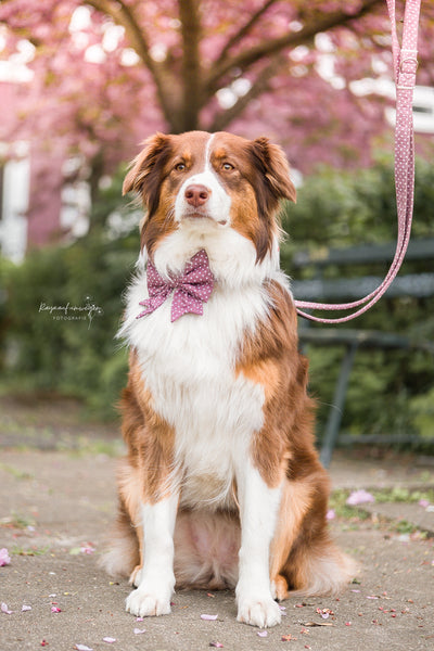 "Mauve Polkadot" Schleife für Hundehalsbänder