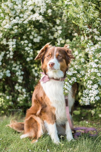 "Mauve Polkadot" Halsband für Hunde