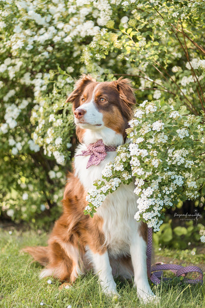 "Mauve Polkadot" Schleife für Hundehalsbänder