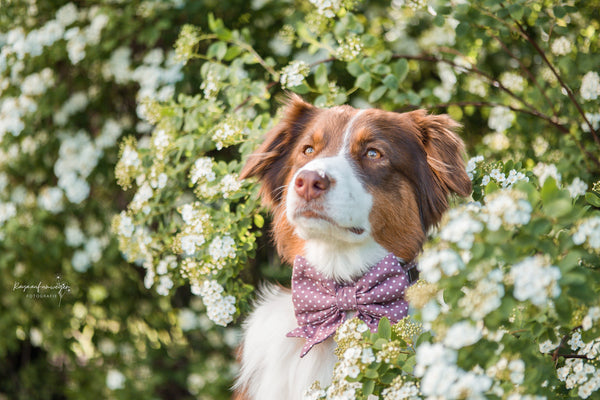 "Mauve Polkadot" Halsband für Hunde