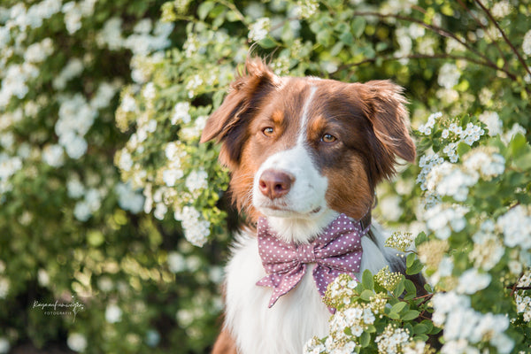 "Mauve Polkadot" Schleife für Hundehalsbänder