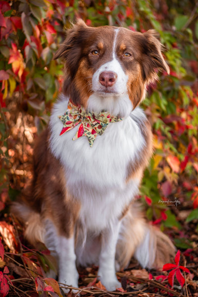 "Happy Harvest" Schleife für Hundehalsbänder