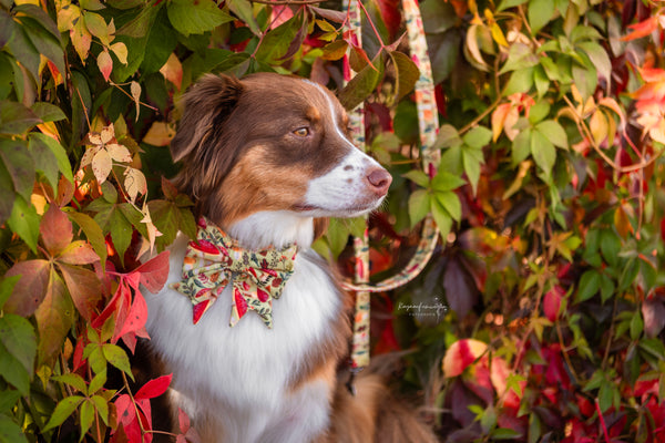 "Happy Harvest" Halsband für Hunde
