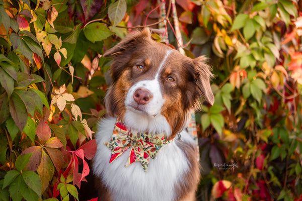 "Happy Harvest" Schleife für Hundehalsbänder