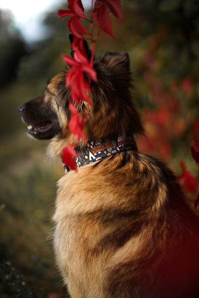 "Comfy Camping" collar for dogs