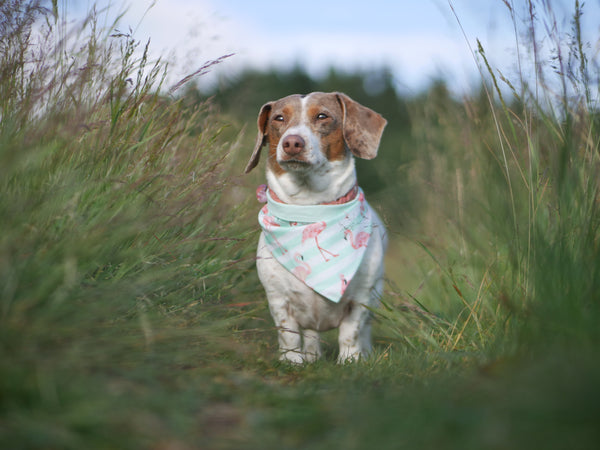 READY TO MAKE "Funky Flamingos" Hundehalstuch (verschiedene Größen)