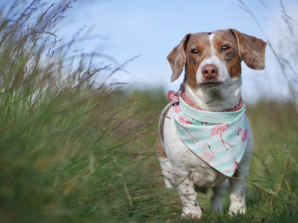 READY TO MAKE "Funky Flamingos" Hundehalstuch (verschiedene Größen)
