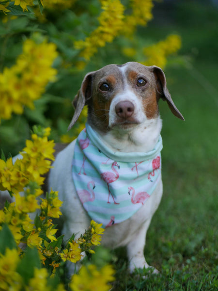 READY TO MAKE "Funky Flamingos" Hundehalstuch (verschiedene Größen)