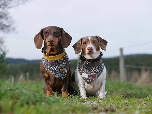 “Comfy Camping” dog bandana