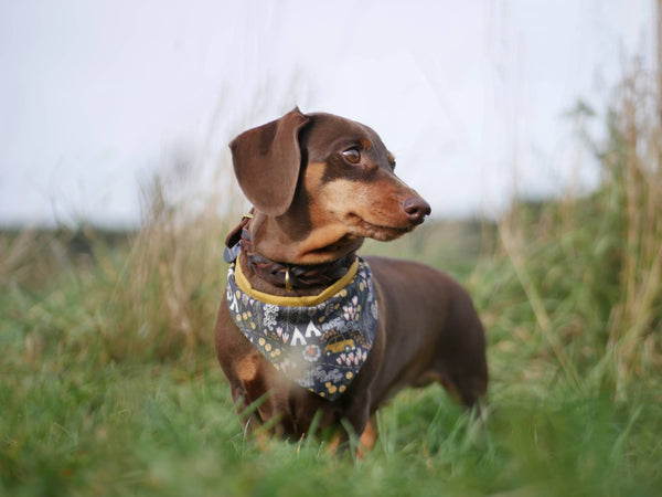 “Comfy Camping” dog bandana