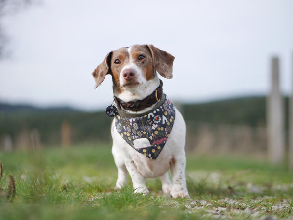 “Comfy Camping” dog bandana