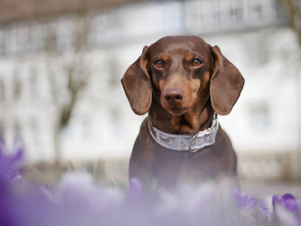 "Birds & Blossoms" Halsband für Hunde