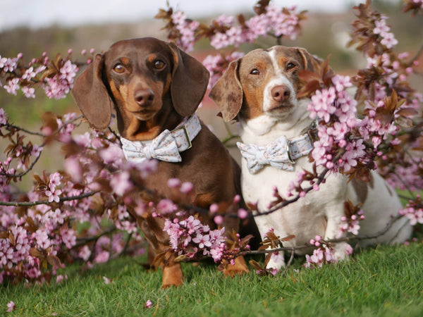 "Birds & Blossoms" Fliege für Hundehalsbänder