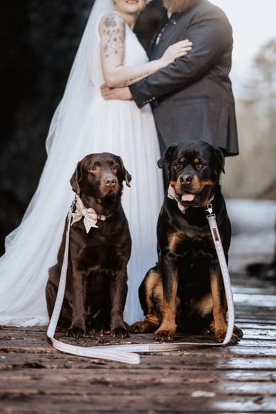 "Wedding Vibes" Hochzeits-Schleife für Hundehalsbänder (Farbauswahl)