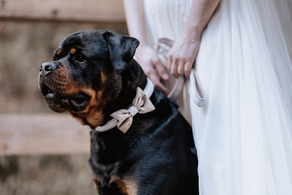 "Wedding Vibes" Hochzeits-Halsband für Hunde (Farbauswahl)