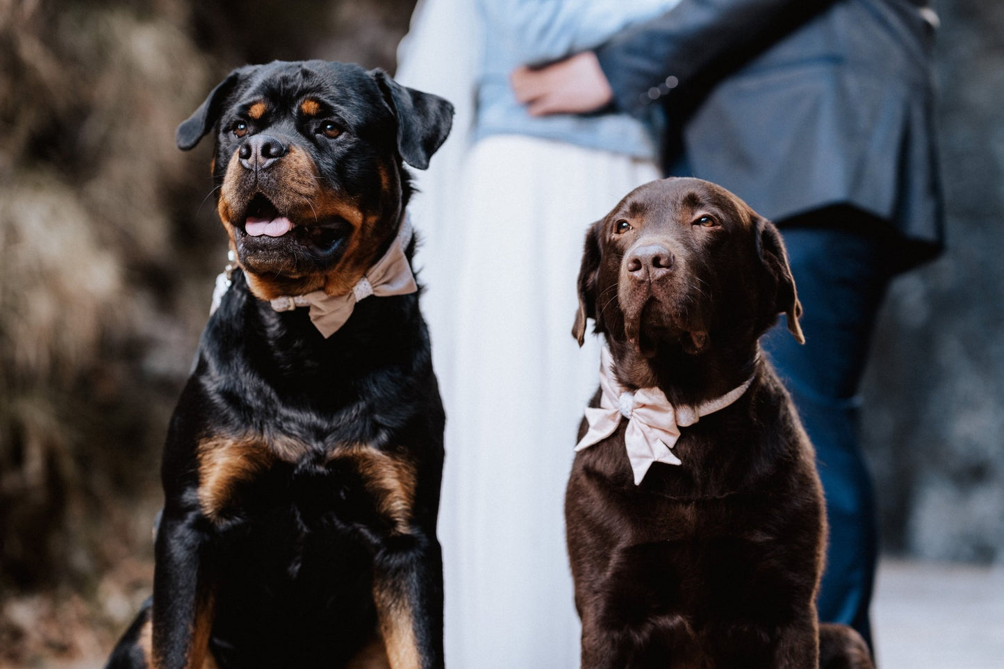 "Wedding Vibes" Hochzeits - Schleife für Hundehalsbänder (Farbauswahl) - Mr. Fox Hundezubehör