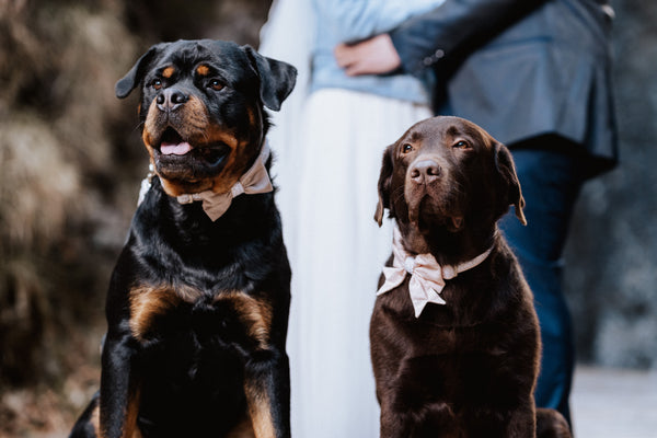 "Wedding Vibes" Hochzeits-Schleife für Hundehalsbänder (Farbauswahl)