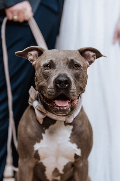 "Wedding Vibes" Hochzeits-Hundeleine (Farbauswahl)