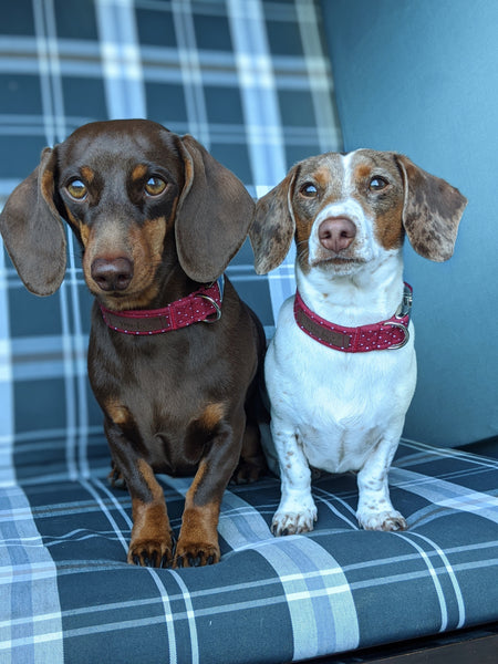 "Burgundy Polkadot" collar for dogs