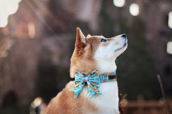 "Fox & Flowers" collar for dogs