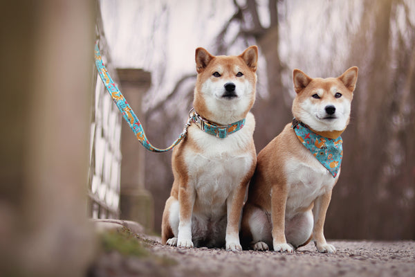 "Fox & Flowers" collar for dogs