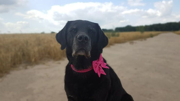 "Pink Polkadot" Halsband für Hunde
