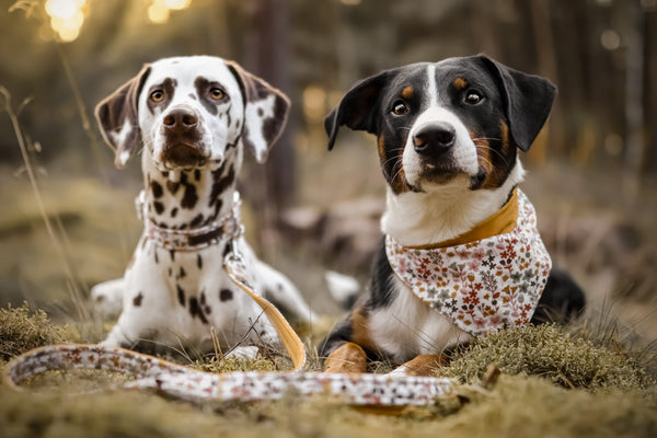 "Boho Bliss" Halsband für Hunde