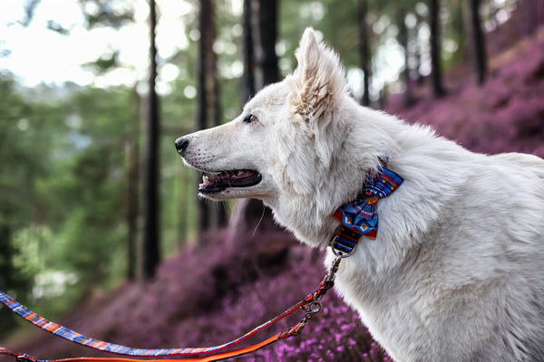 "Aztec Adventure" Fliege für Hundehalsbänder