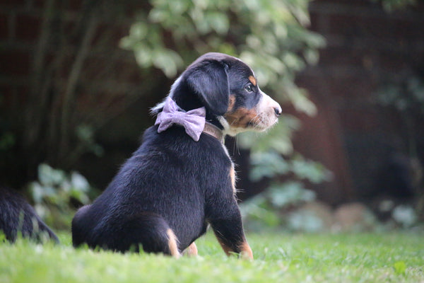 "Lilac Polkadot" Halsband für Hunde