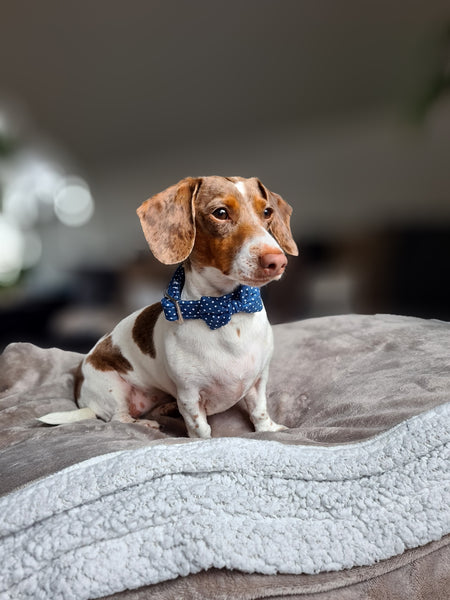 "Denim Blue Polkadot" Halsband für Hunde
