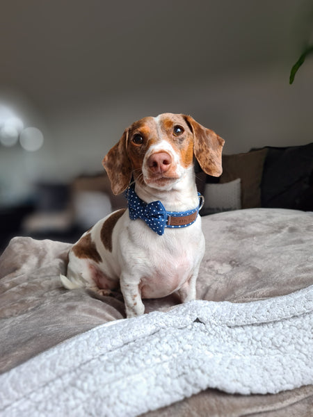 "Denim Blue Polkadot" Fliege für Hundehalsbänder