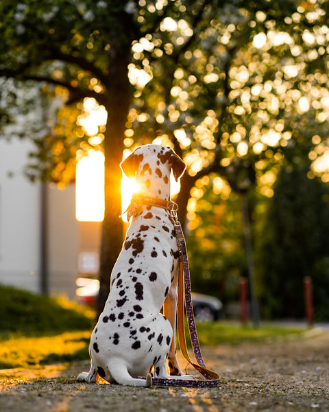 "Boho Bloom" Halsband für Hunde