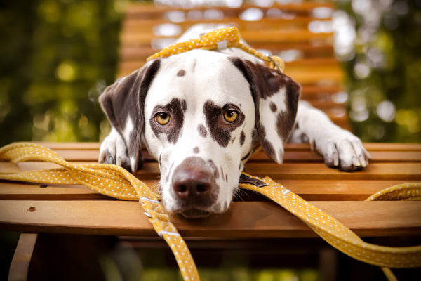 "Mustard Polkadot" Hundeleine