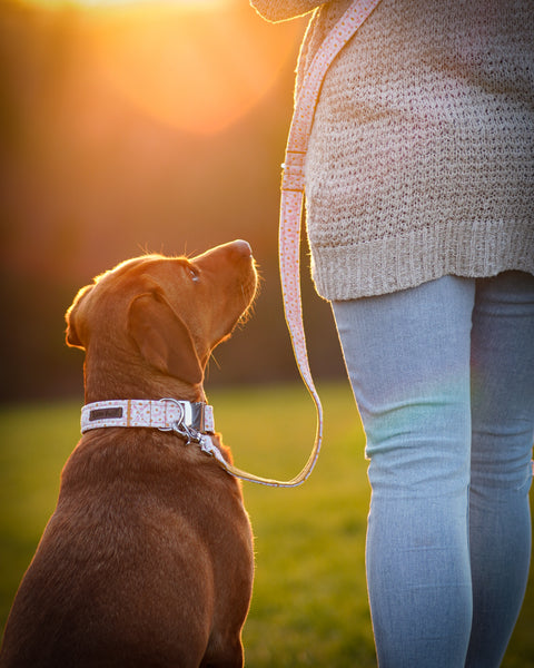 "Darling Daisy" dog leash