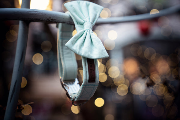 "Pale Mint Uni" Halsband für Hunde