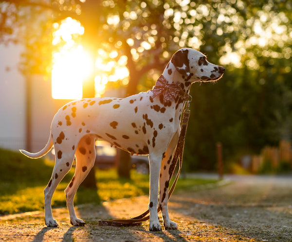 "Boho Bloom" Halsband für Hunde