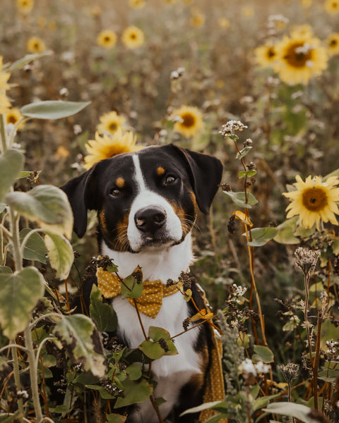 "Mustard Polkadot" Fliege für Hundehalsbänder