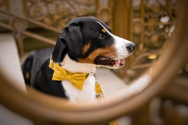 "Mustard Polkadot" Fliege für Hundehalsbänder