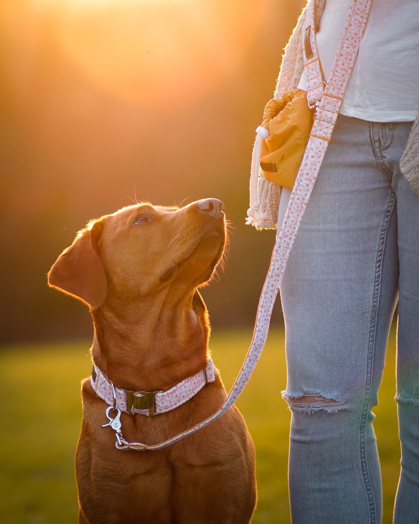 "Darling Daisy" Halsband für Hunde - Mr. Fox Hundezubehör