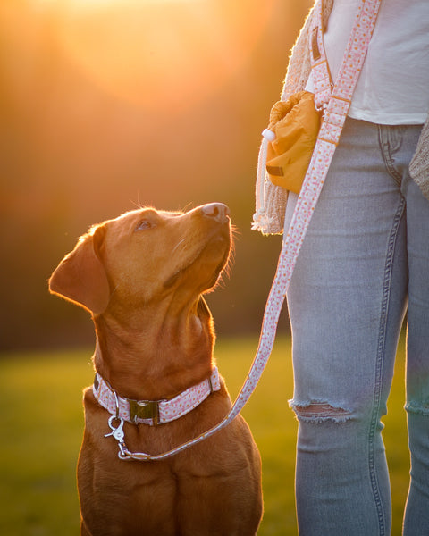 "Darling Daisy" collar for dogs