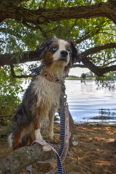 "Salty Sea" collar for dogs