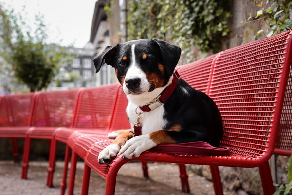 "Burgundy Uni" Halsband für Hunde