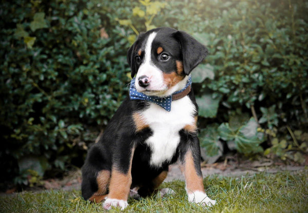 "Denim Blue Polkadot" Halsband für Hunde