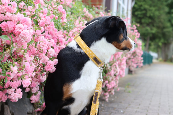"Mustard Polkadot" Halsband für Hunde