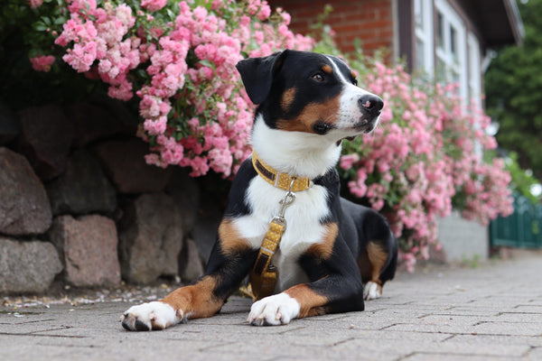 "Mustard Polkadot" Halsband für Hunde