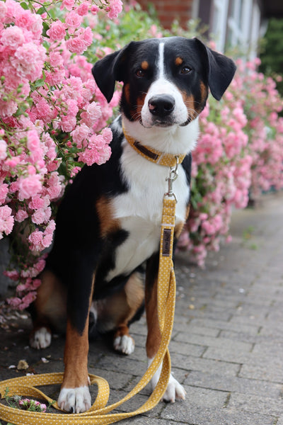 "Mustard Polkadot" Halsband für Hunde