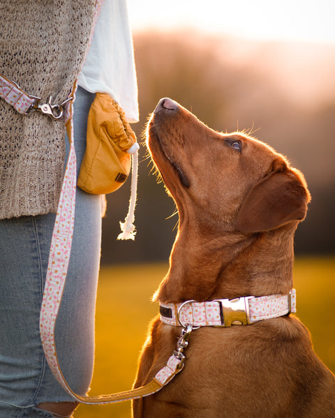 "Darling Daisy" collar for dogs